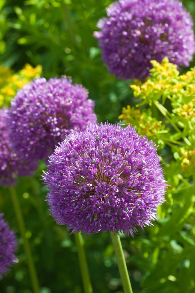 allium 'His Excellency'